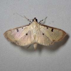 Lygropia