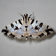 Conchylodes salamisalis