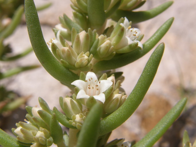 Villadia squamulosa