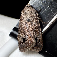 Anorthodes triquetra