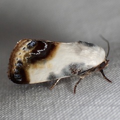 Acontia cretata