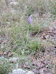 Salvia farinacea