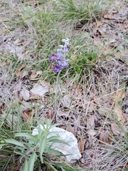 Salvia farinacea