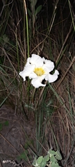 Mandevilla petraea