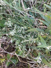 Baccharis halimifolia