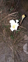 Mandevilla petraea