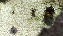 Xanthoparmelia hottentotta