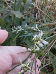Baccharis halimifolia