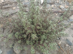 Forsskaolea tenacissima