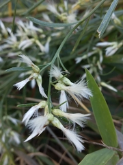 Baccharis halimifolia