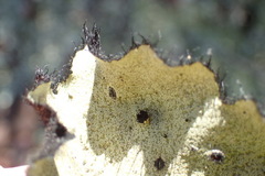 Xanthoparmelia hottentotta