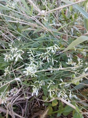 Baccharis halimifolia
