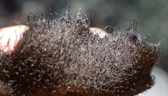 Xanthoparmelia hottentotta