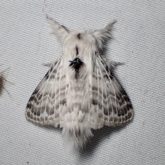 Apotolype brevicrista