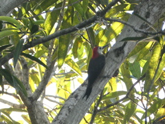 Melanerpes radiolatus