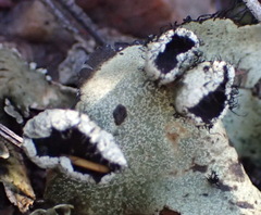 Xanthoparmelia hottentotta