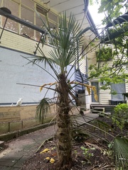 Trachycarpus
