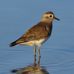 Charadrius modestus