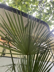 Trachycarpus