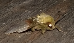 Disphragis