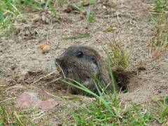 Ctenomys
