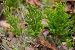 Dendrolycopodium hickeyi