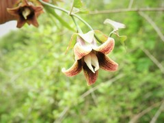 Araujia megapotamica