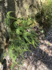 Gleichenia microphylla