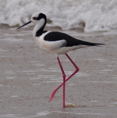 Himantopus mexicanus melanurus