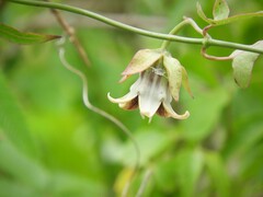 Araujia megapotamica