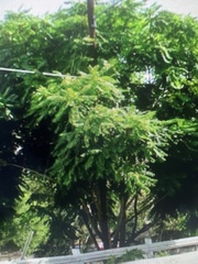 Ailanthus