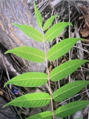 Ailanthus