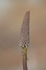 Drimia maritima