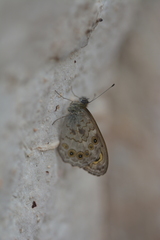 Lasiommata