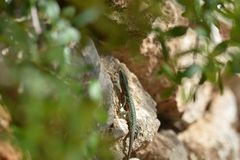 Algyroides nigropunctatus