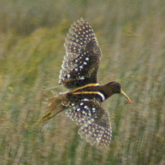 South American Painted-Snipe photo 5