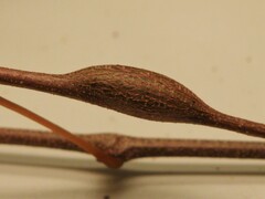 Neolasioptera vitinea