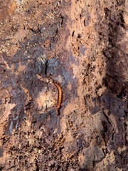 Tenebrio molitor