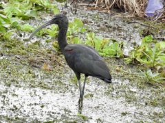 Plegadis falcinellus