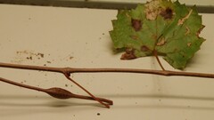 Neolasioptera vitinea