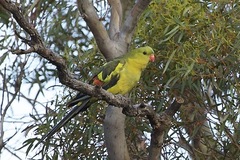 Polytelis anthopeplus