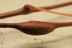 Neolasioptera vitinea