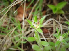 Portulaca cryptopetala