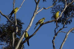 Polytelis anthopeplus