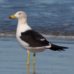 Larus atlanticus