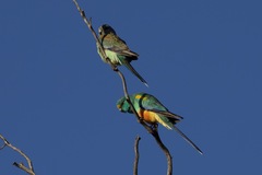 Psephotus varius