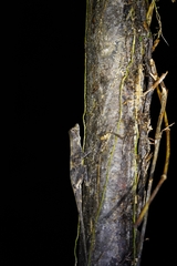 Anolis capito