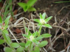 Portulaca cryptopetala