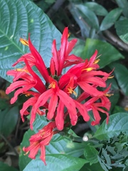 Pachystachys coccinea