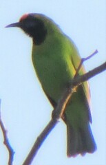 Chloropsis aurifrons